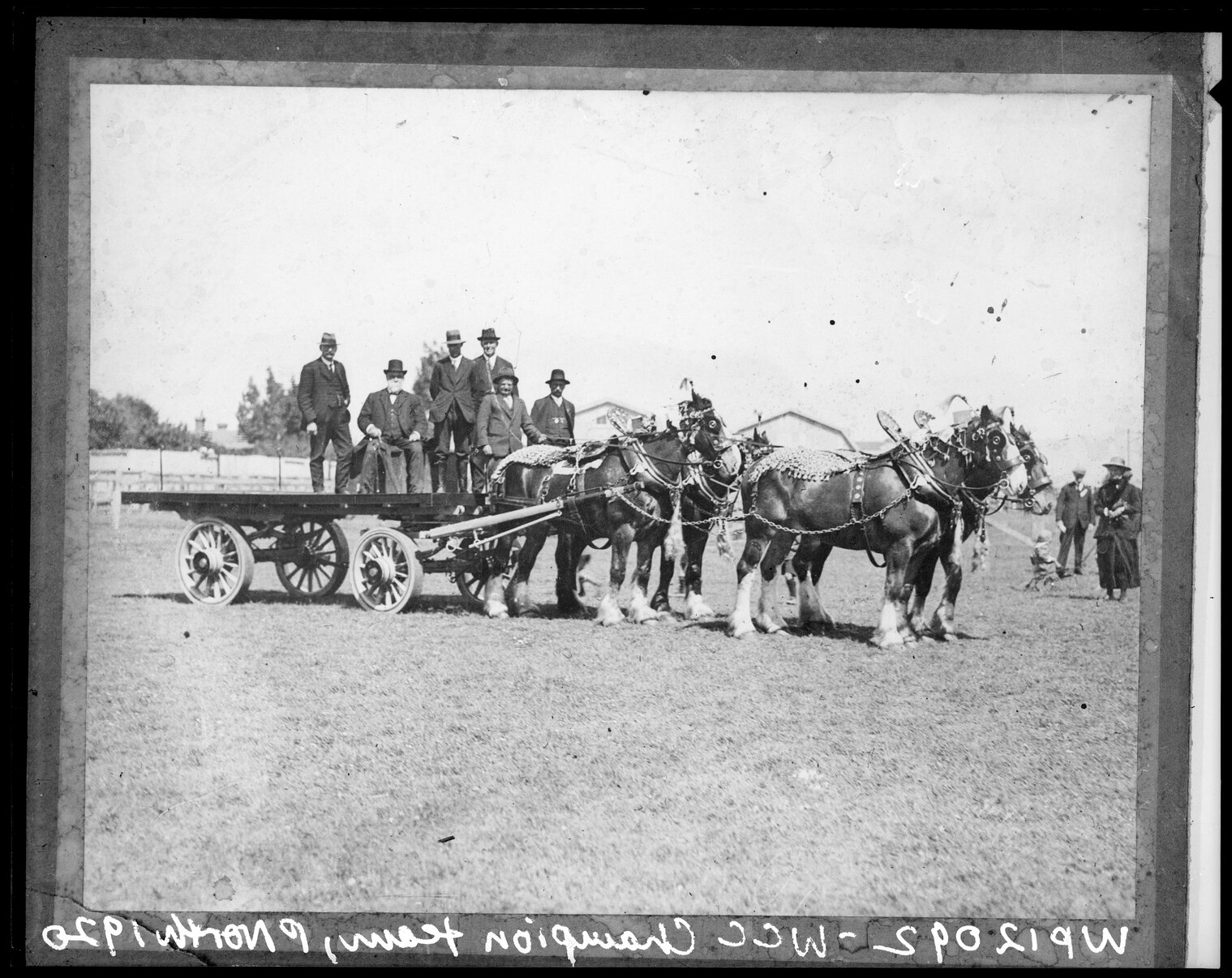 Wellington City Corporation prize winning horses