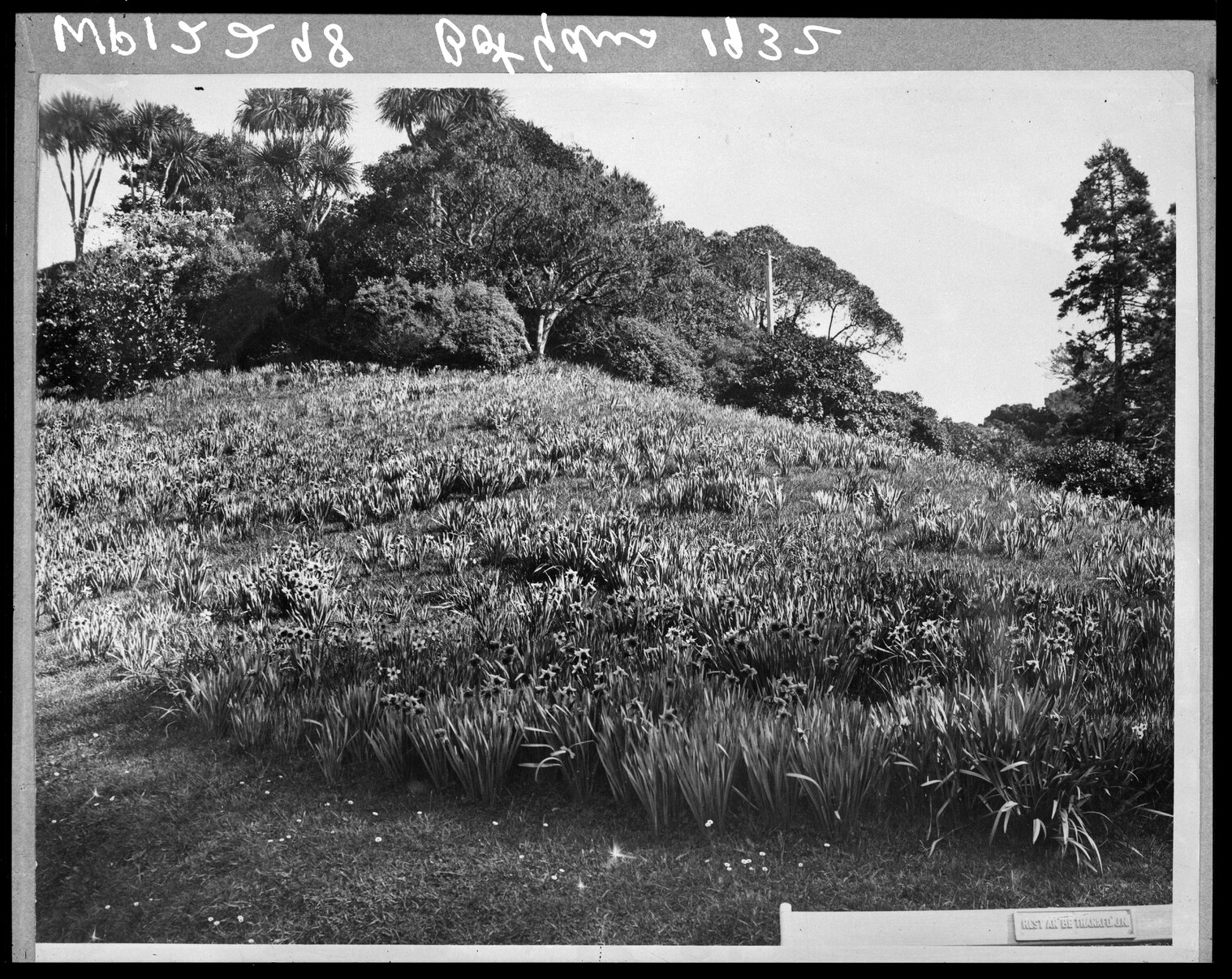 Hillside covered in flowering daffodils , Botanic Gardens