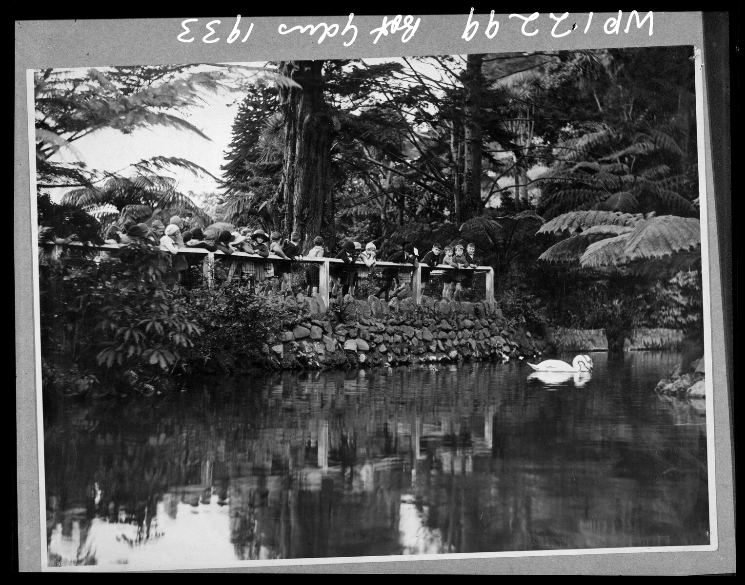 Children feeding the swan at the Duck Pond, Botanic Gardens