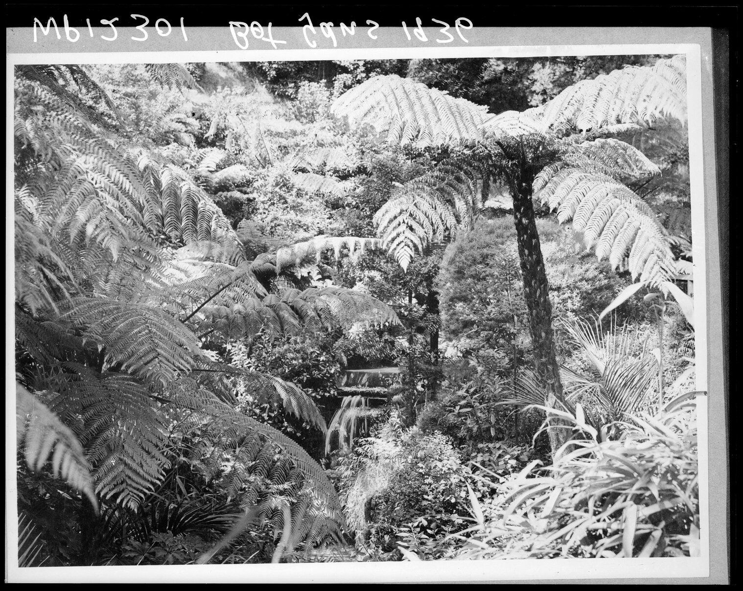 Waterfall set amongst the ferns, Botanic Gardens