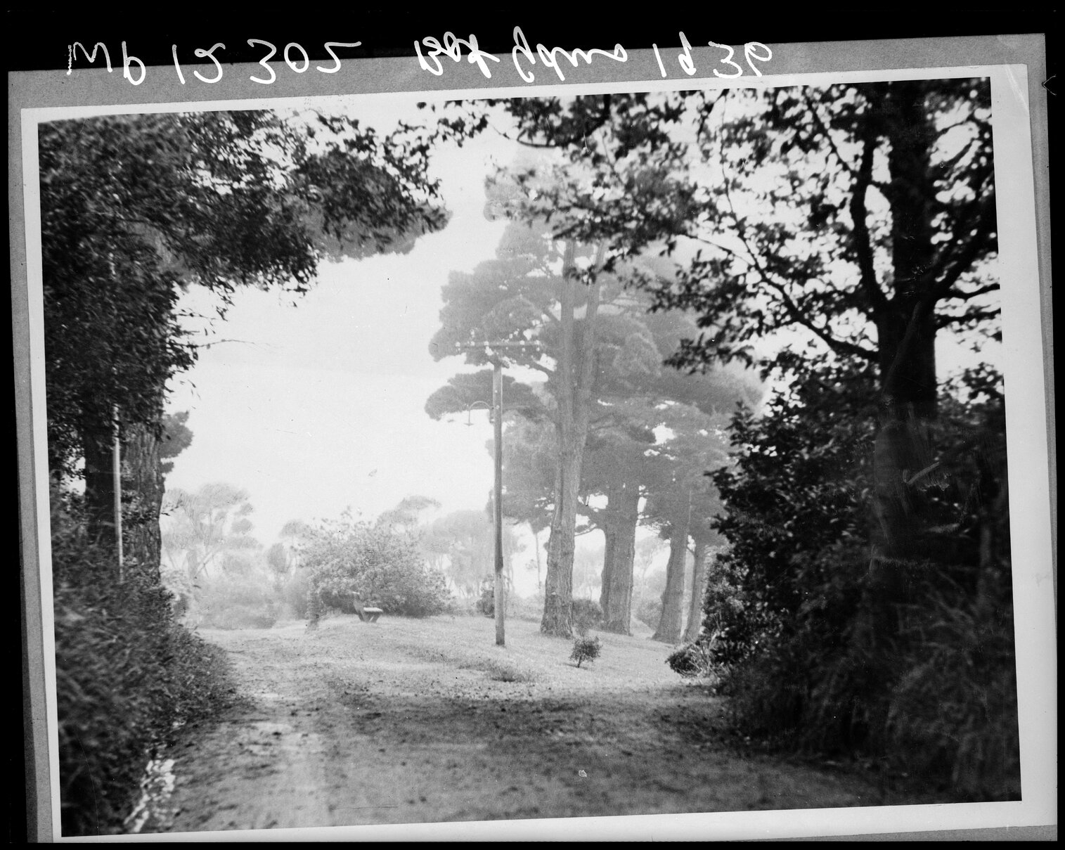 Trees on hillside, Botanic Gardens