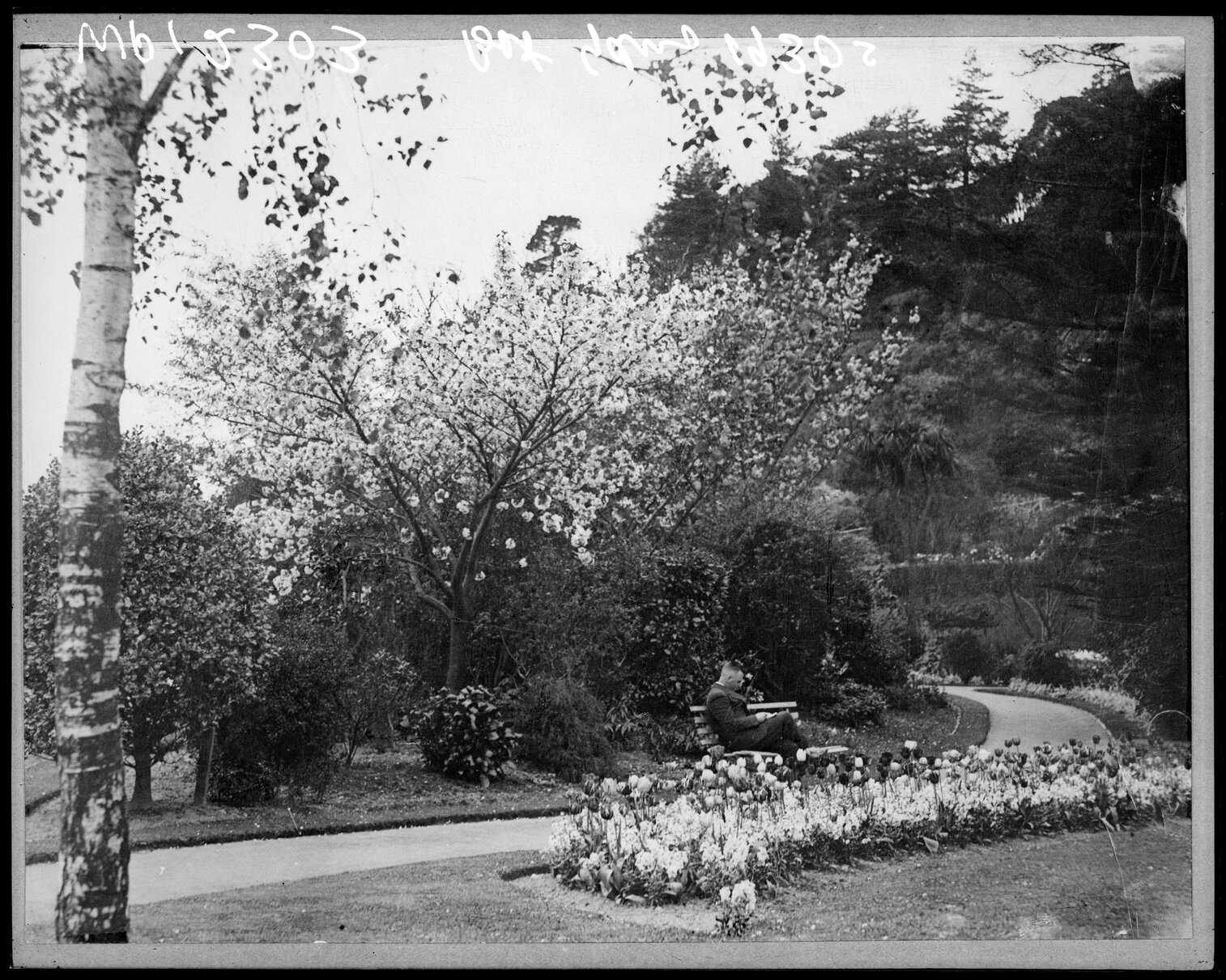 Tulips in flower, Botanic Garden