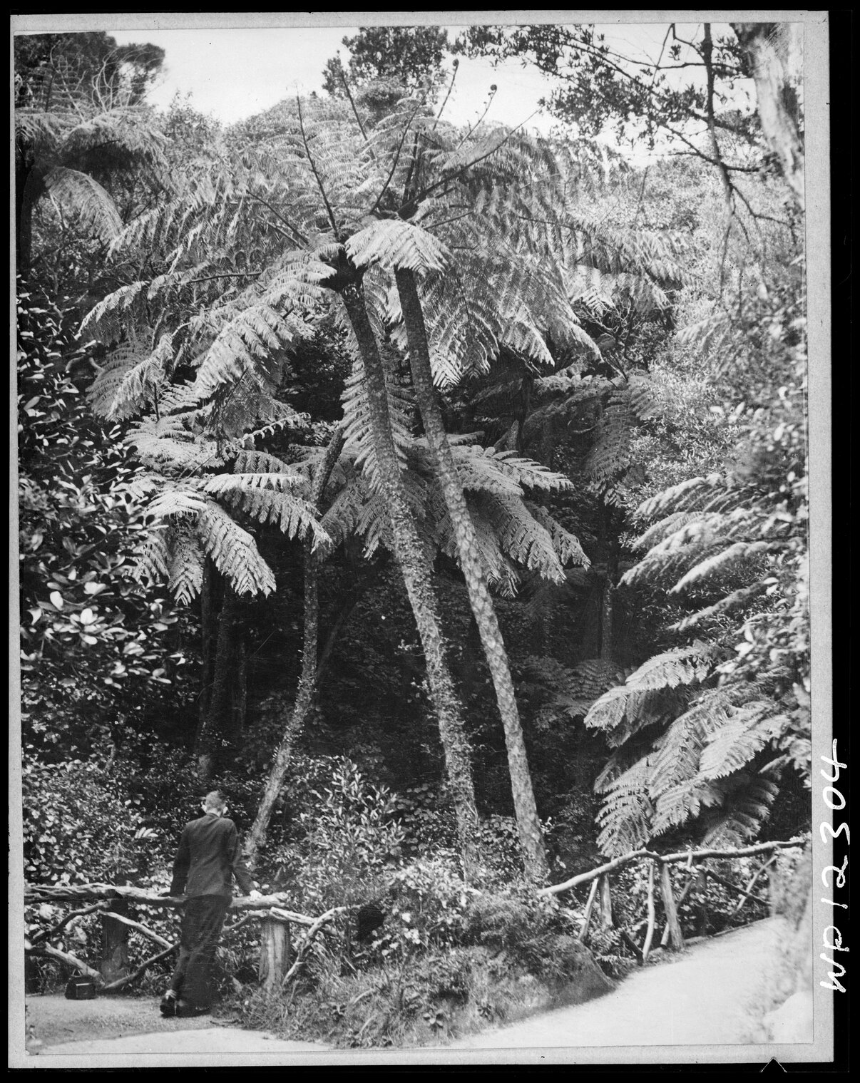 Man leaning on fence overlooking ferns / pungas, Botanic Garden