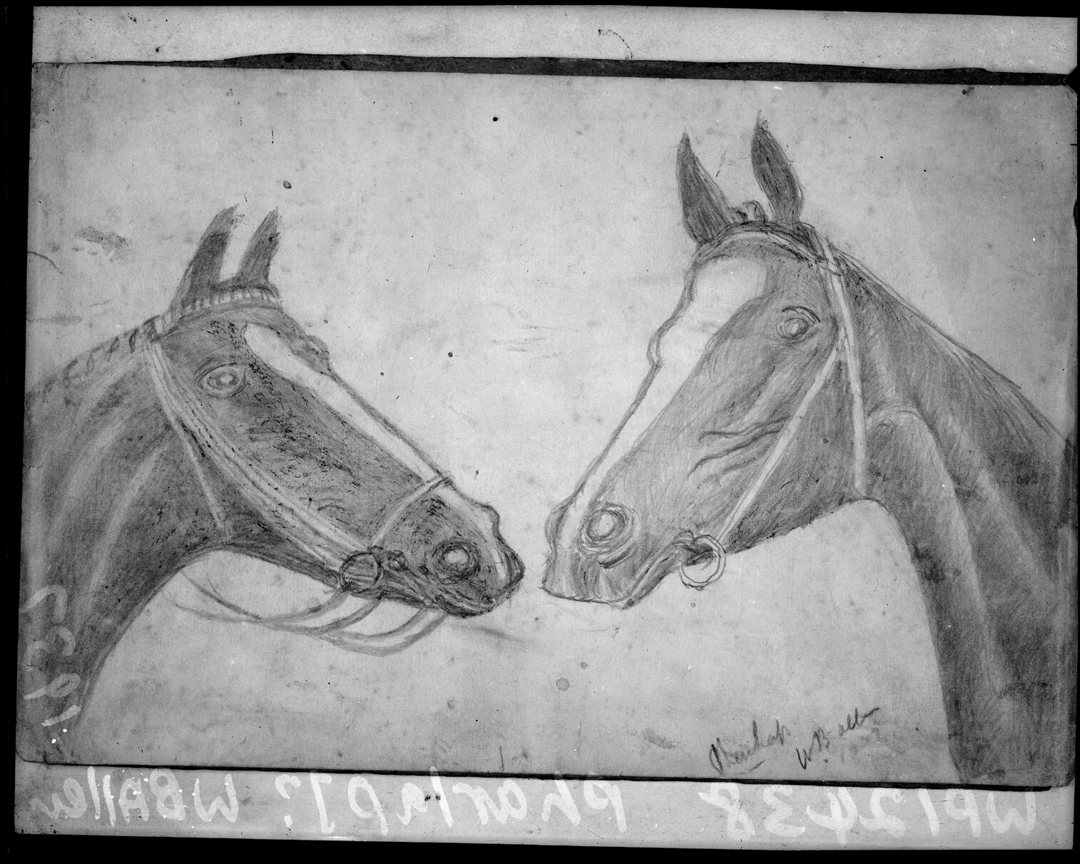 Copy photograph of a pencil drawing by WB Allen of horse, Pharlap