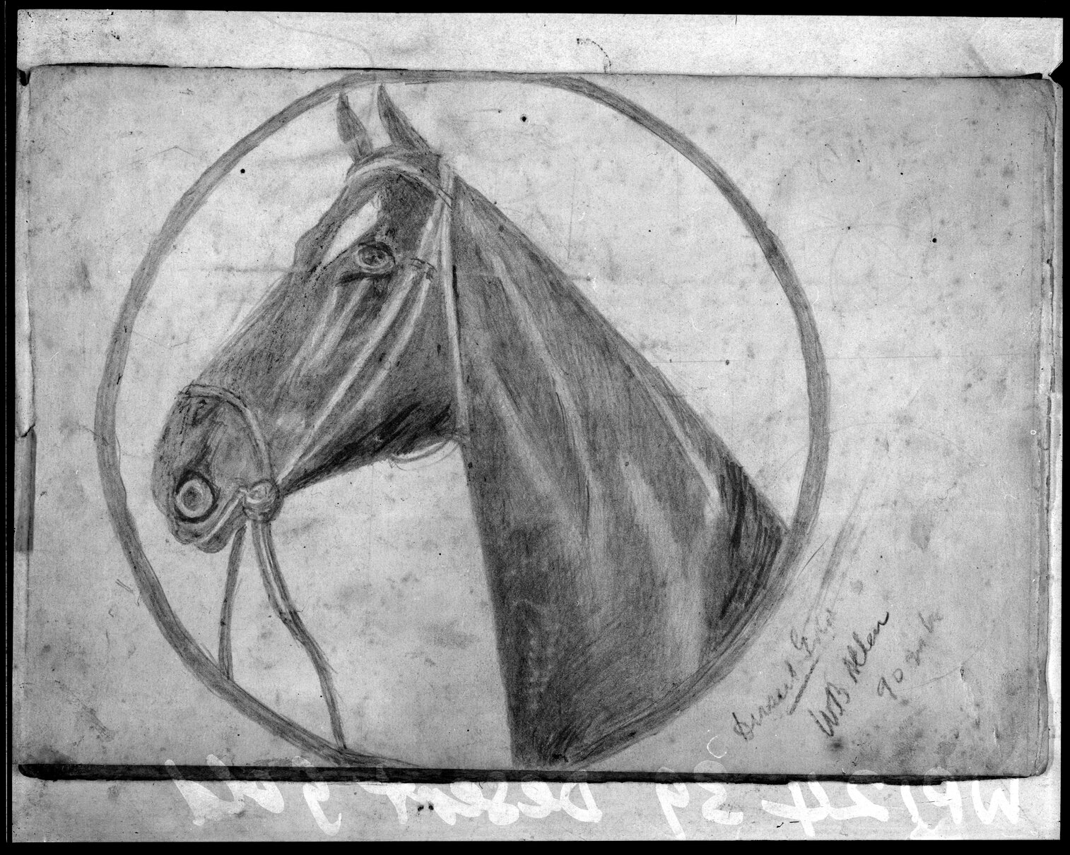 Copy photograph of a pencil drawing of horse, Desert Gold
