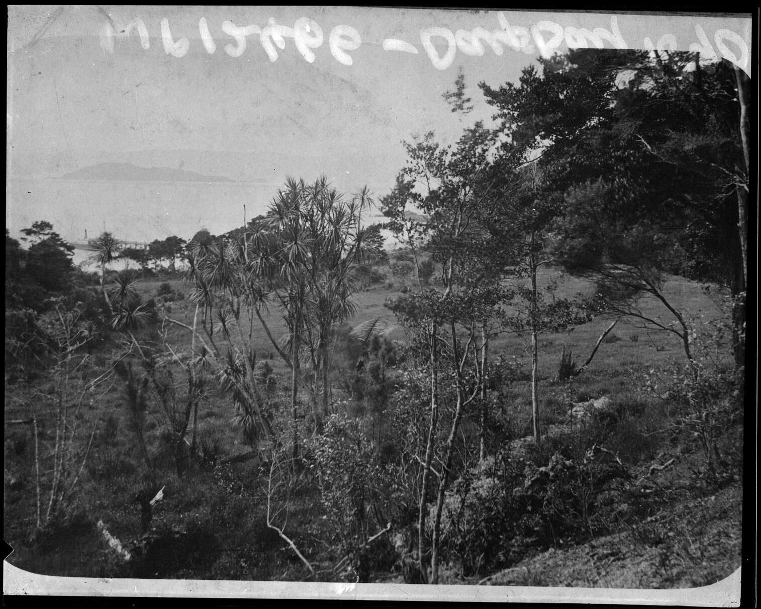 Cabbage Trees, Days Bay, Eastbourne
