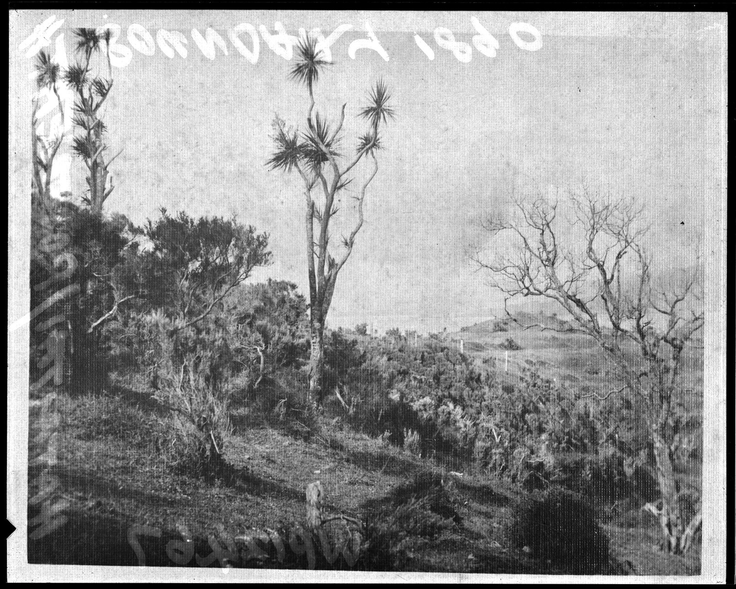 Uncleared land, Hataitai / Roseneath boundary