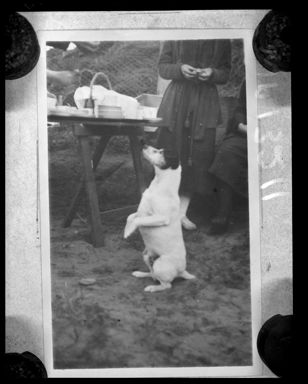 Dog begging at table