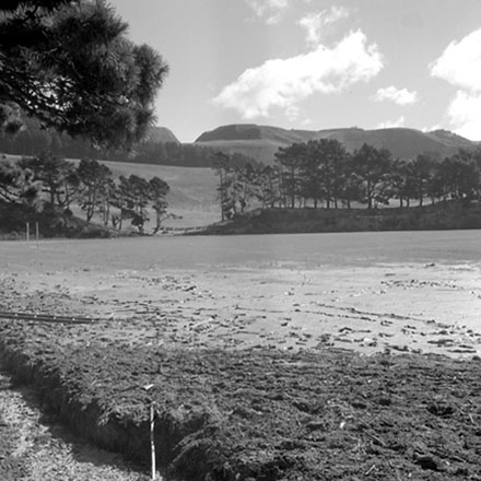 h. Storm damage, Ridgeway subdivision
