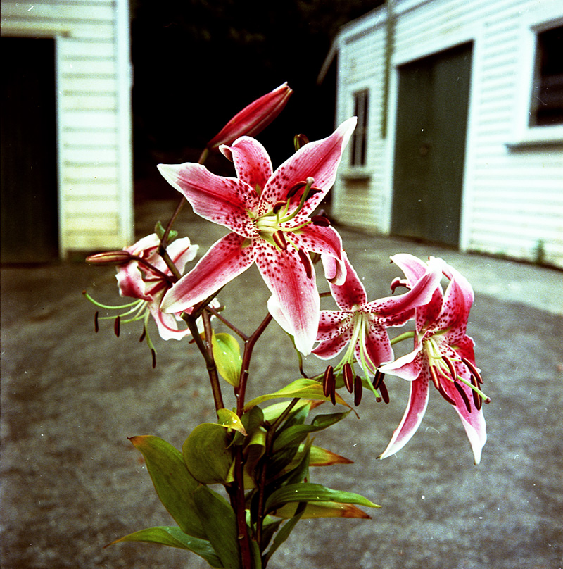 a. Japanese Lily, Botanical Gardens