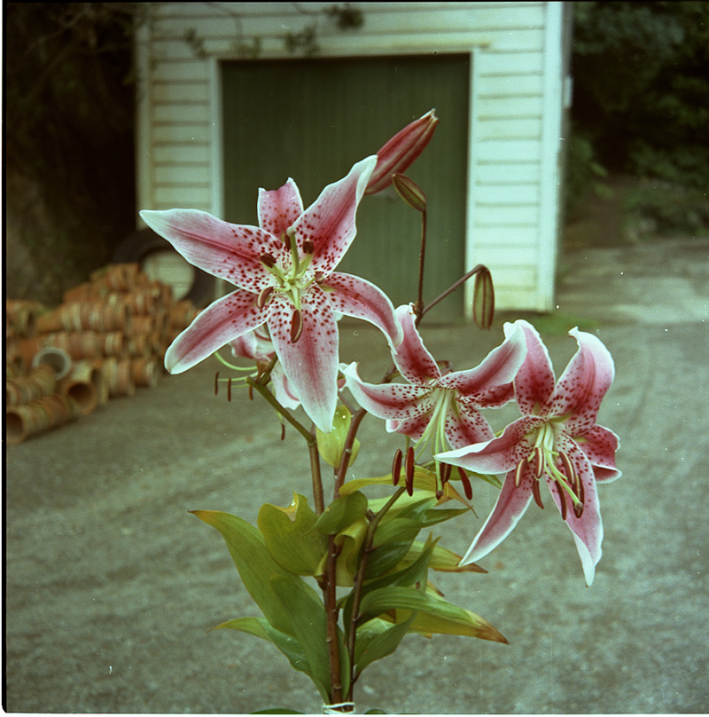 b. Japanese Lily, Botanical Gardens
