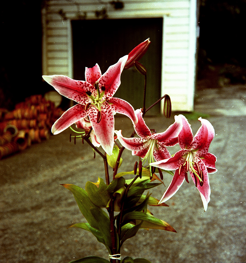 c. Japanese Lily, Botanical Gardens