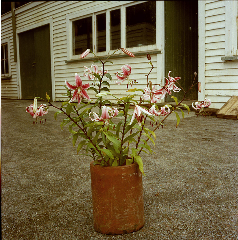 d. Japanese Lily, Botanical Gardens