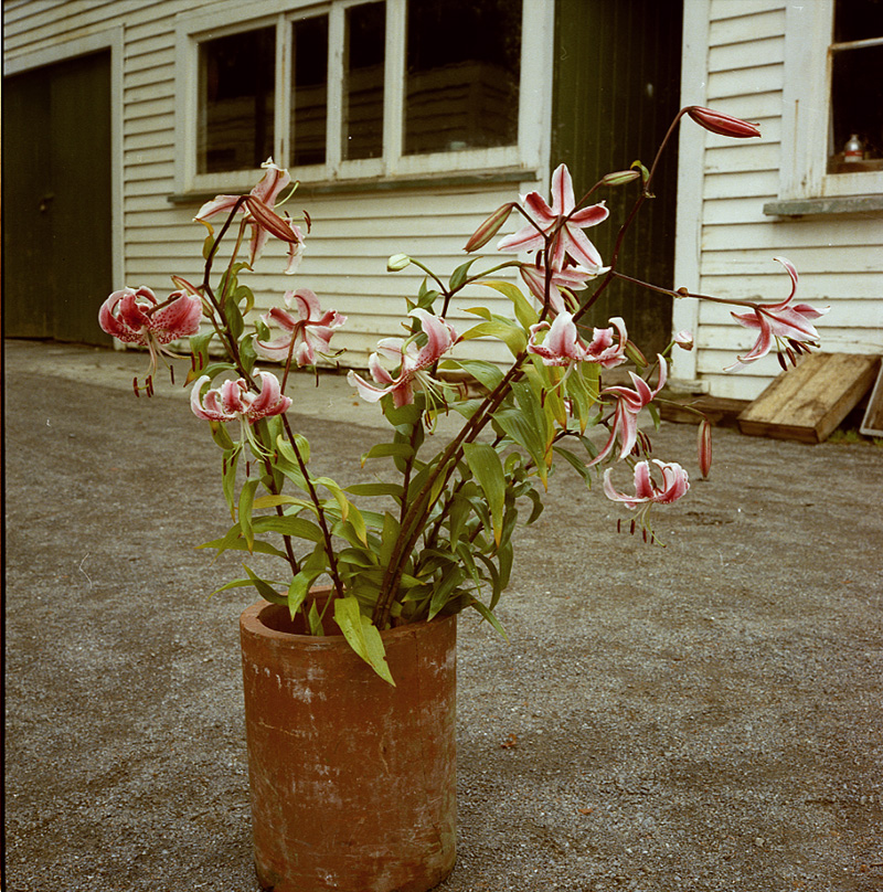 e. Japanese Lily, Botanical Gardens