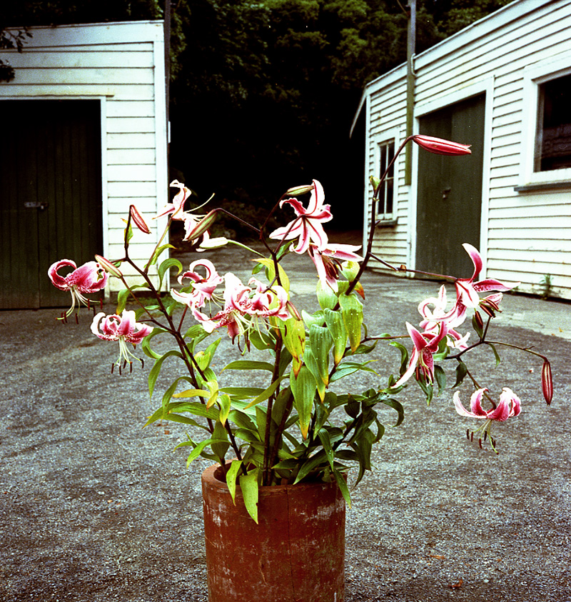f. Japanese Lily, Botanical Gardens