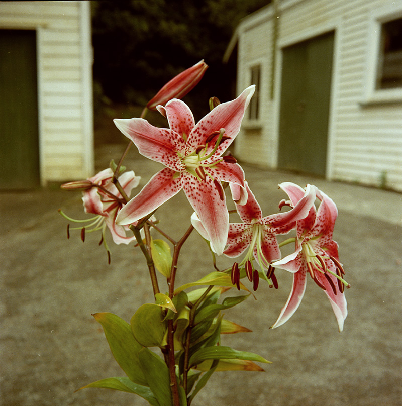 g. Japanese Lily, Botanical Gardens