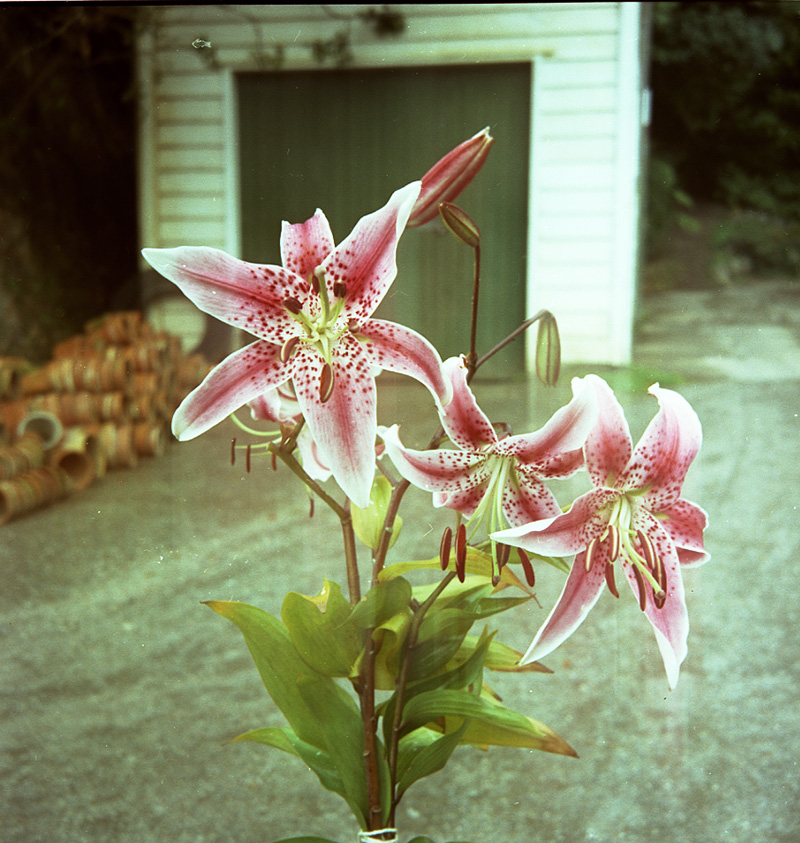h. Japanese Lily, Botanical Gardens