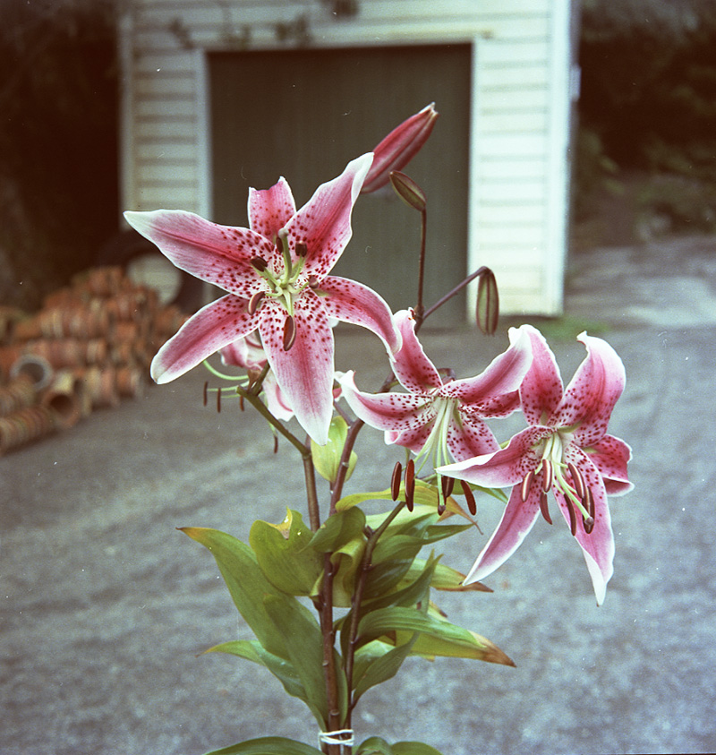 i. Japanese Lily, Botanical Gardens