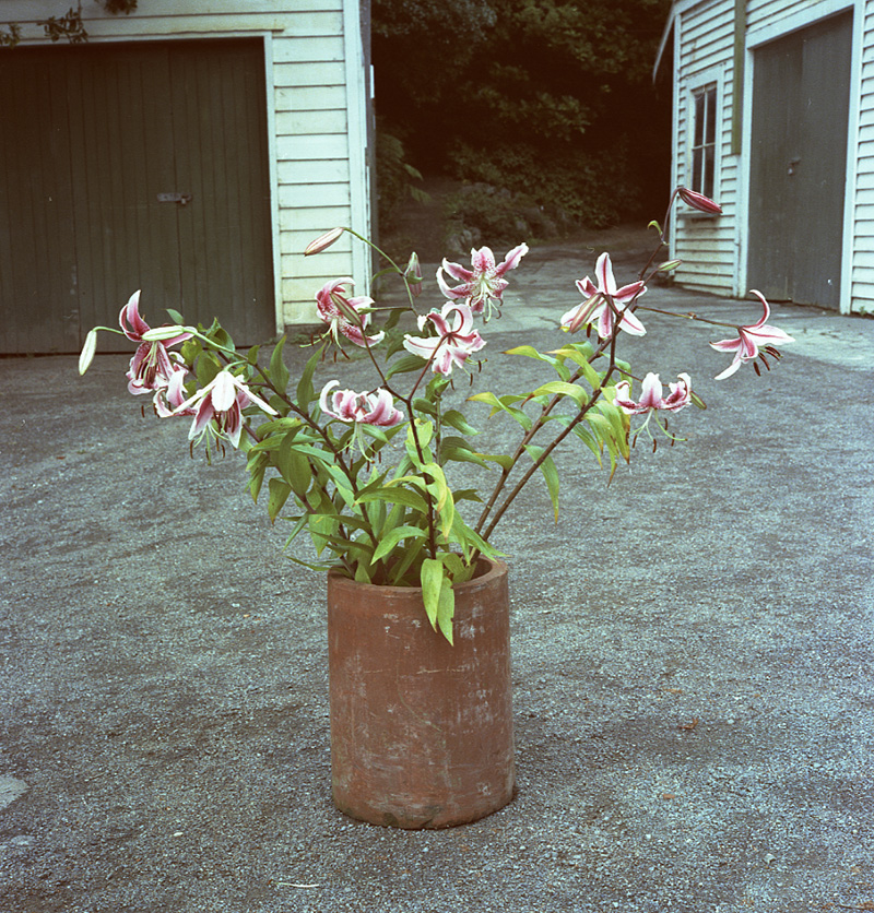 j. Japanese Lily, Botanical Gardens