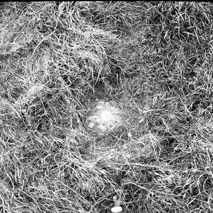 a. Trig Point cnr Fraser Ave &amp; Haumia St