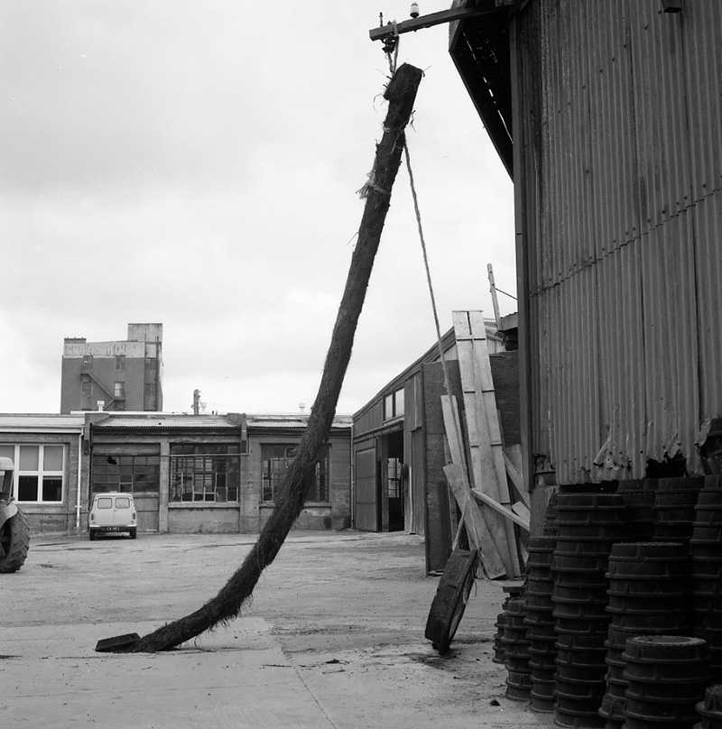 b. Punga Root, Drainage, No 1 Wilkinson Street