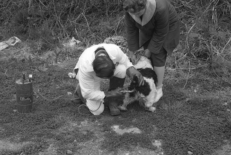 ah. Food Handling, Hydatids, House Inspection