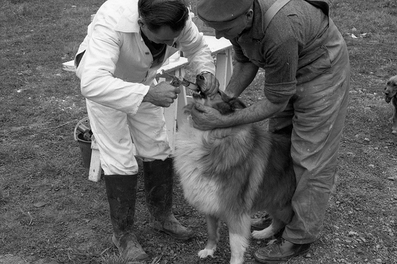 g. Food Handling, Hydatids, House Inspection