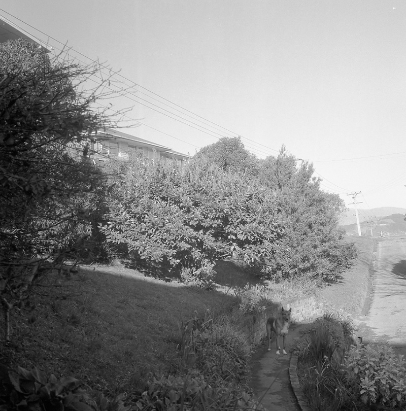 c. Streetscape, Amritsar Street, Khandallah