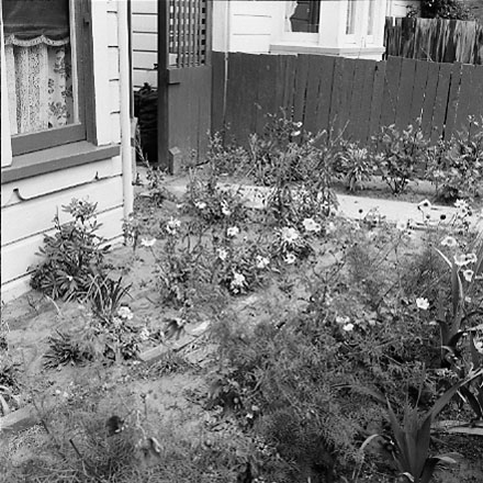 o. views of McAllister Park, Berhampore School in the background