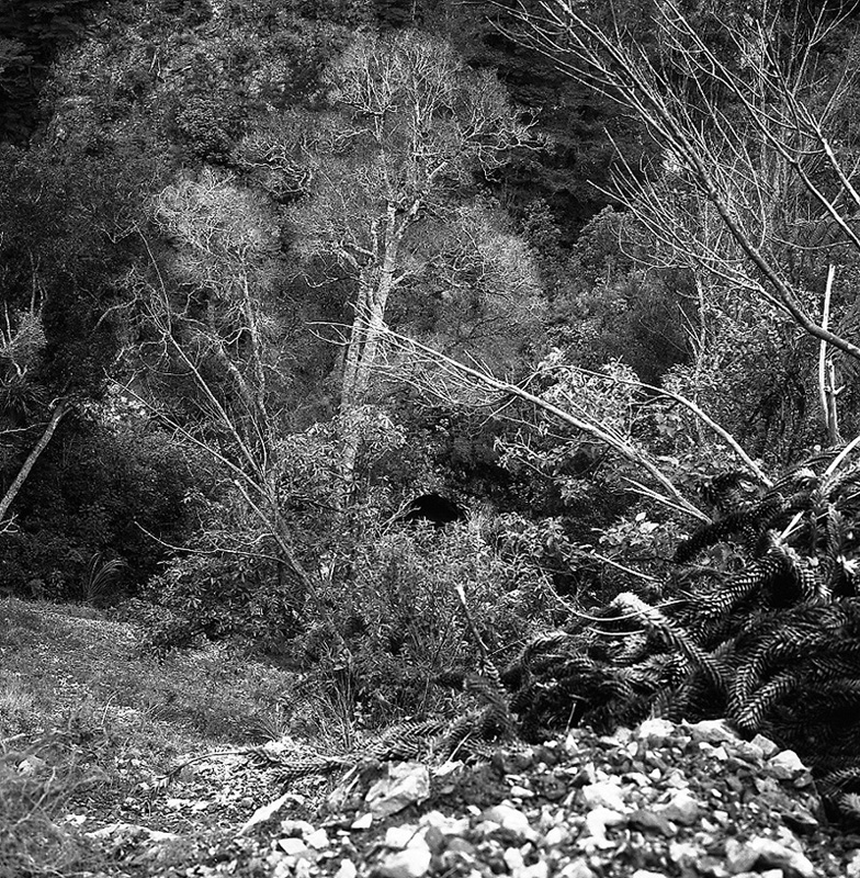 c. Akatarawa Forest