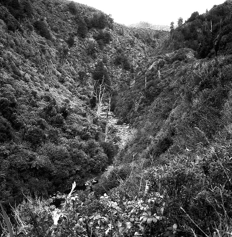 d. Akatarawa Forest