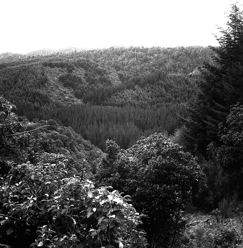 e. Akatarawa Forest