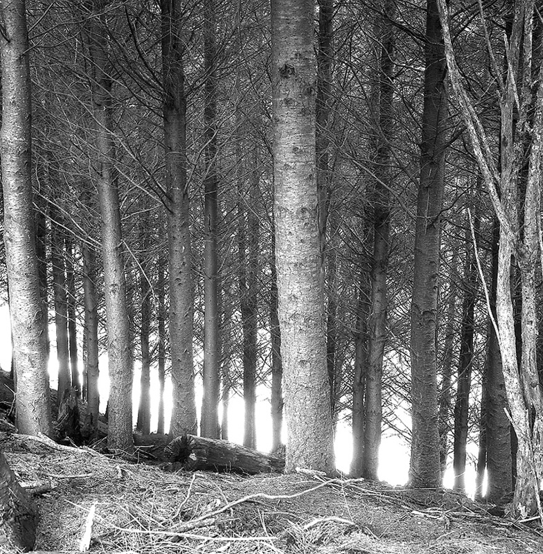 f. Akatarawa Forest