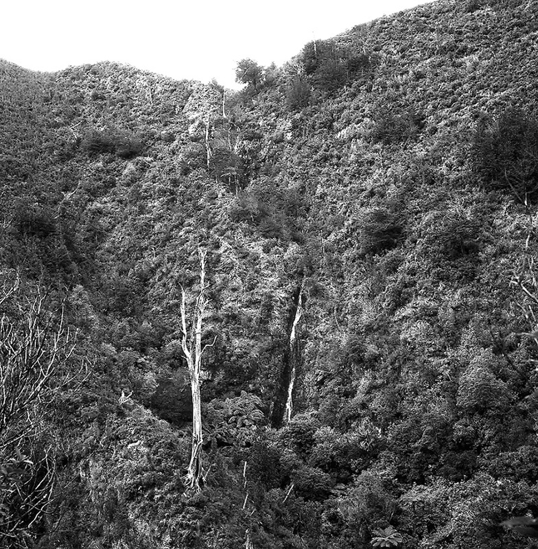 g. Akatarawa Forest