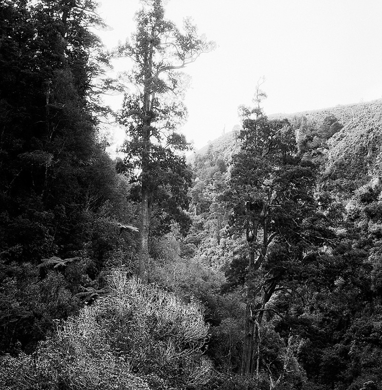 h. Akatarawa Forest