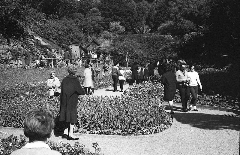 ac. Tulip Sunday, Botanic Garden