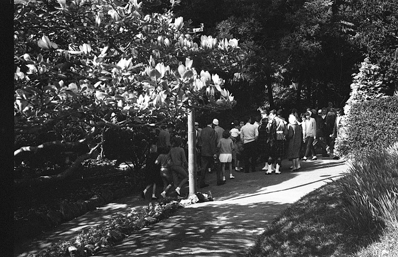 ae. Tulip Sunday, Botanic Garden