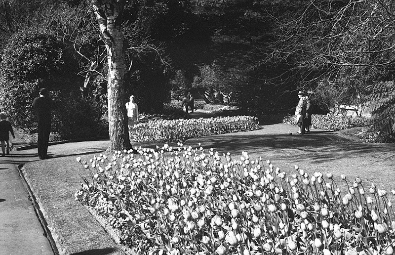 af. Tulip Sunday, Botanic Garden