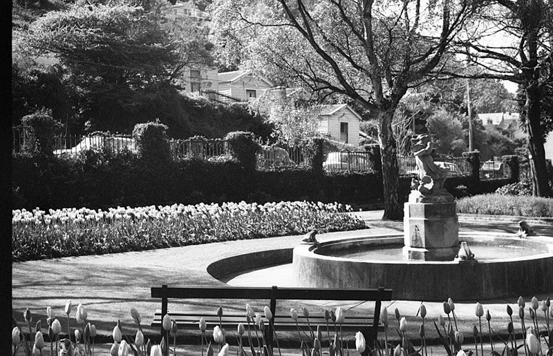 ag. Tulip Sunday, Botanic Garden