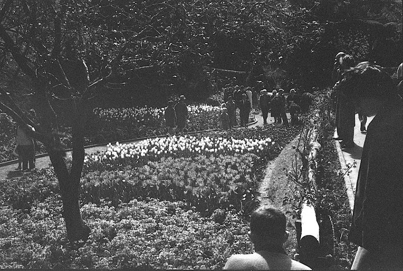 g. Tulip Sunday, Botanic Garden