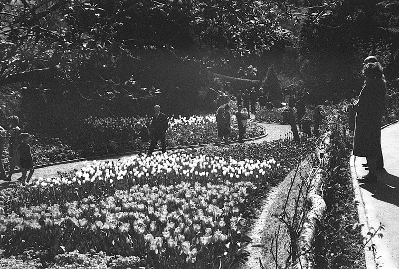 h. Tulip Sunday, Botanic Garden