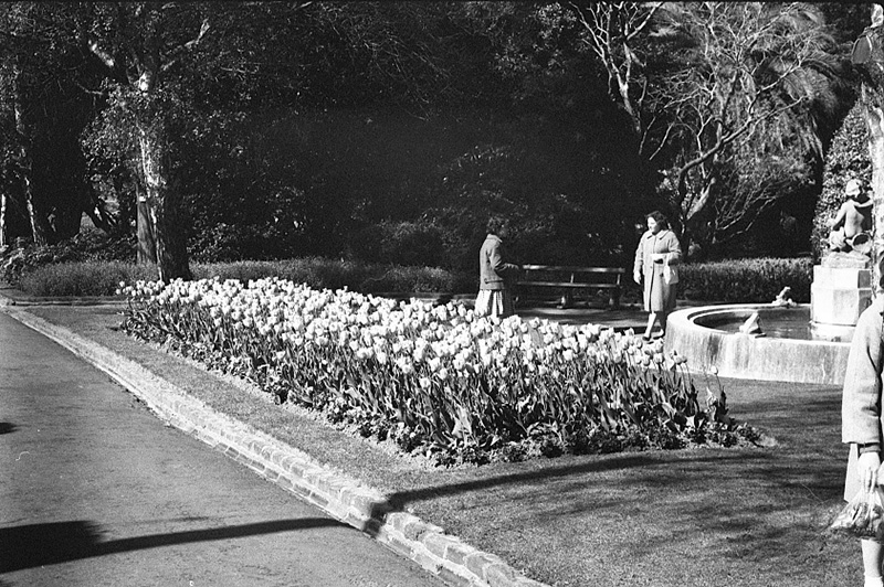 o. Tulip Sunday, Botanic Garden