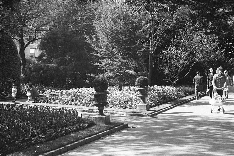 q. Tulip Sunday, Botanic Garden