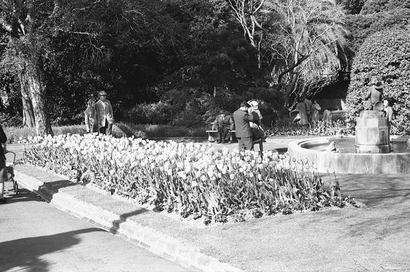 r. Tulip Sunday, Botanic Garden