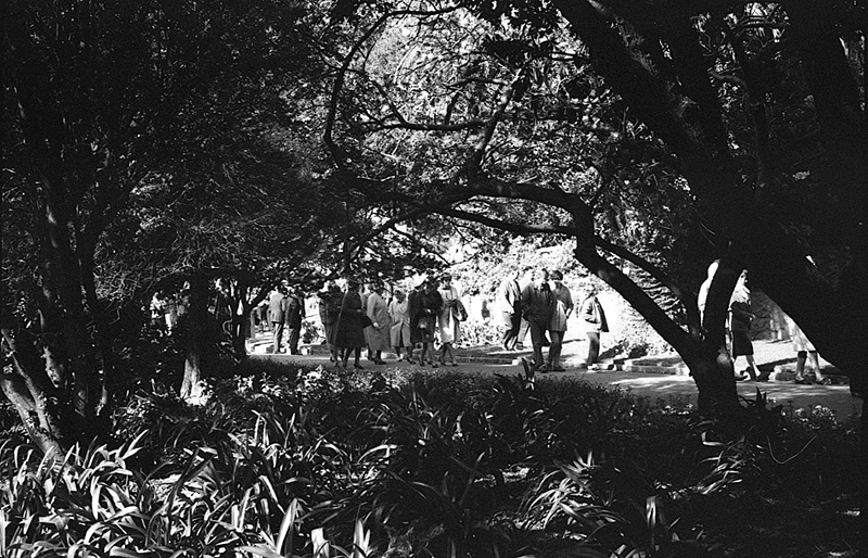 z. Tulip Sunday, Botanic Garden