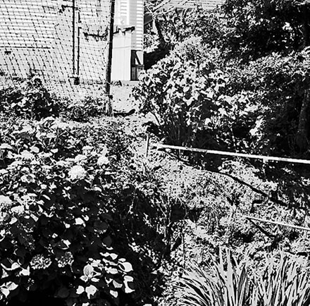 a. Bank covered in plants. Unidentified location