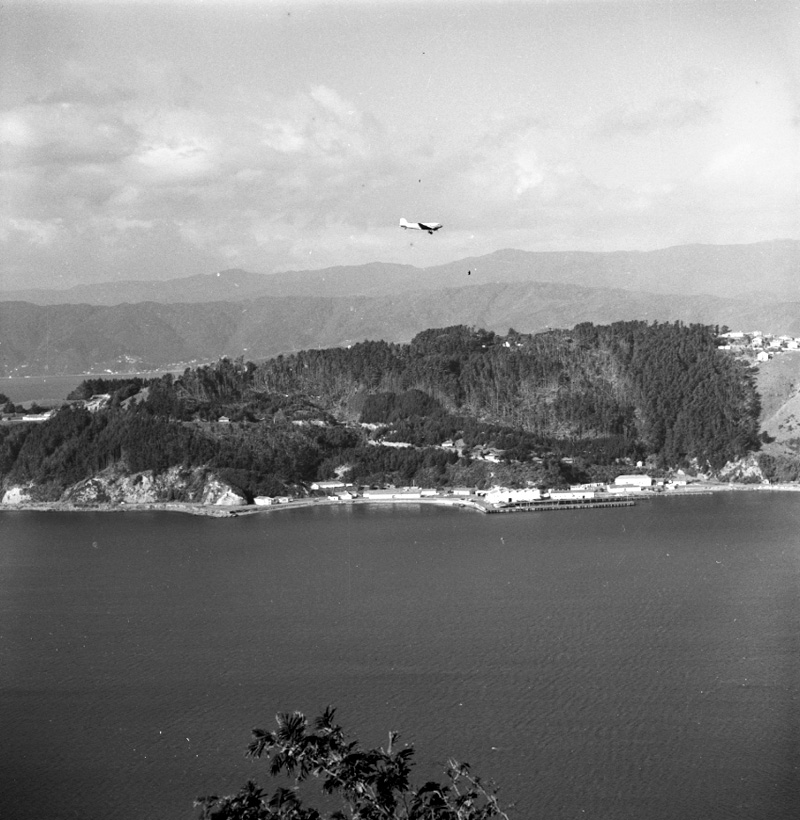 a. Shelly Bay, trees damaged by storm