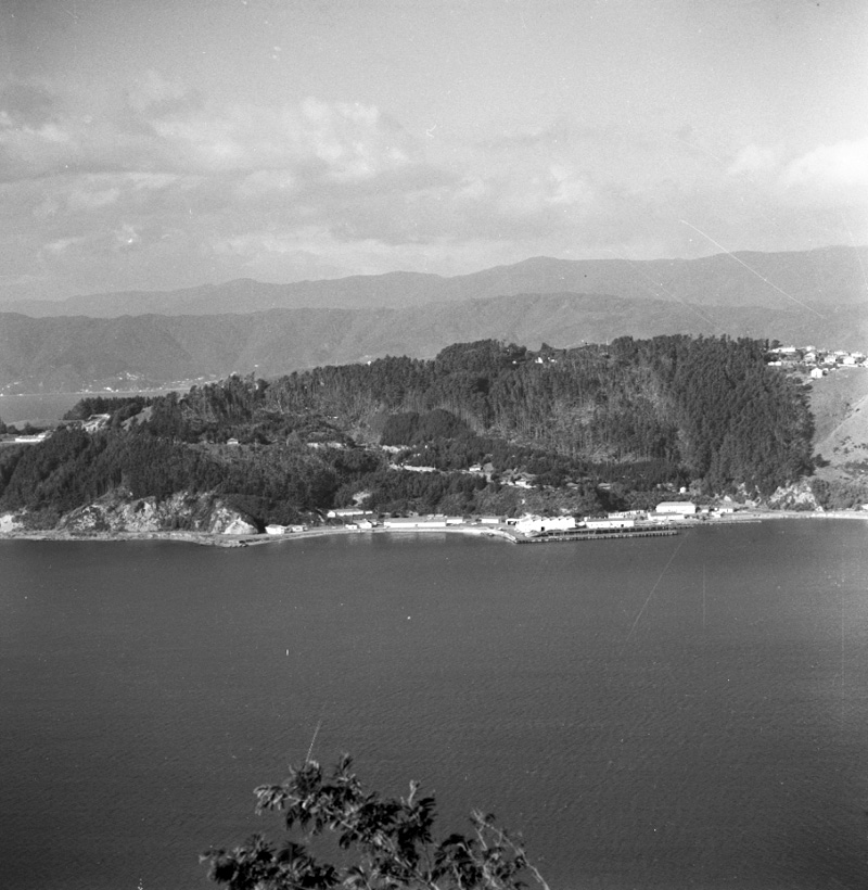 b. Shelly Bay, trees damaged by storm