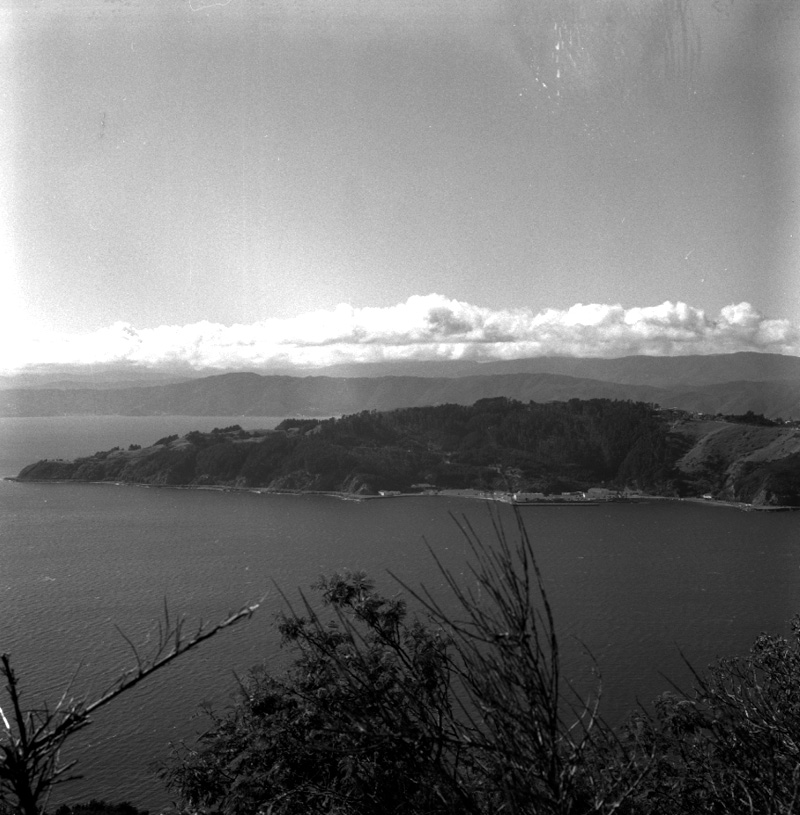 a. Shelly Bay, trees damaged by storm