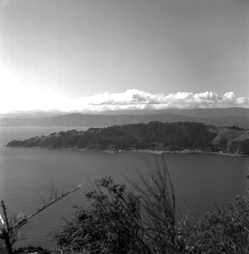 b. Shelly Bay, trees damaged by storm